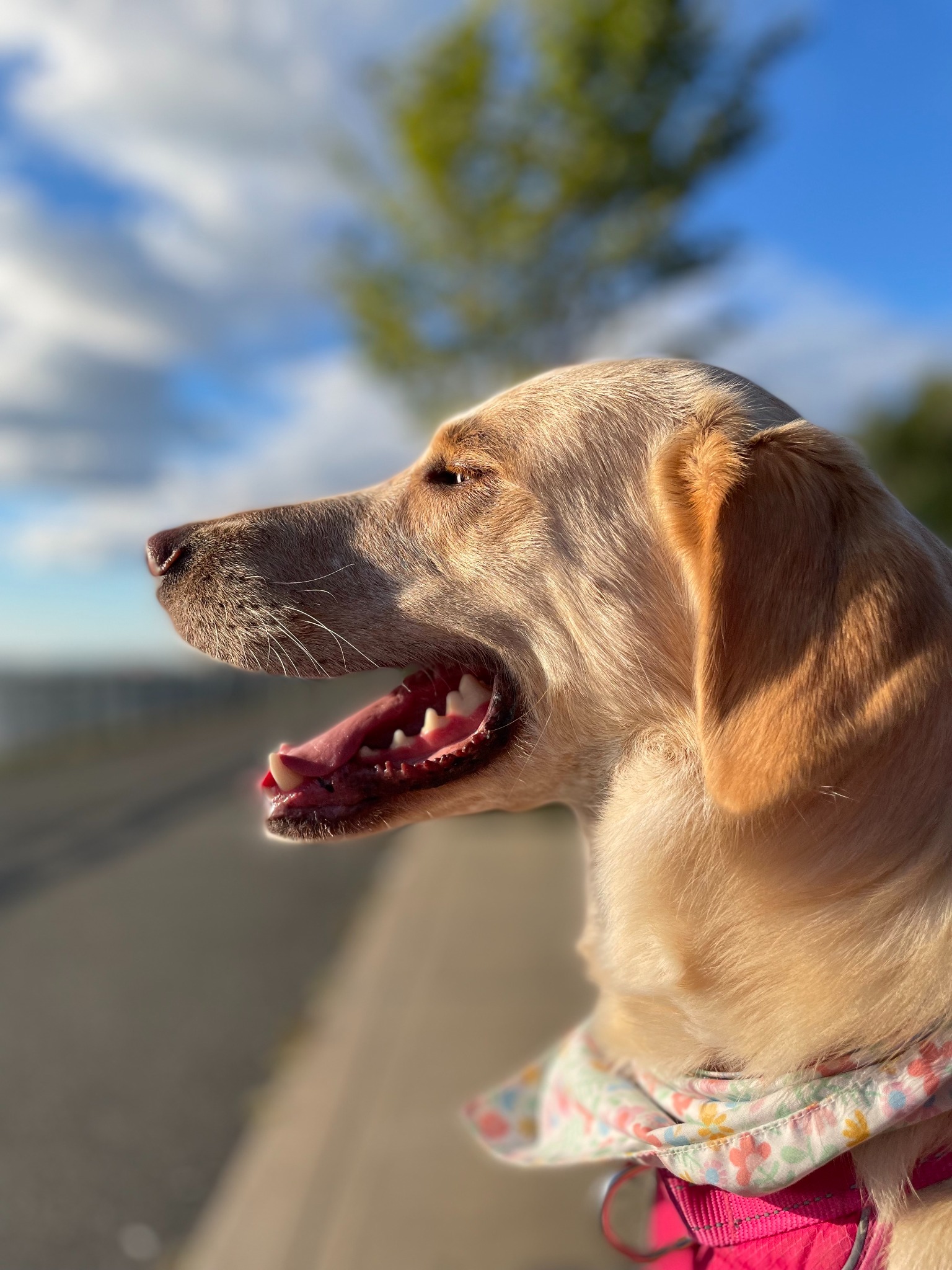 Honey Side View